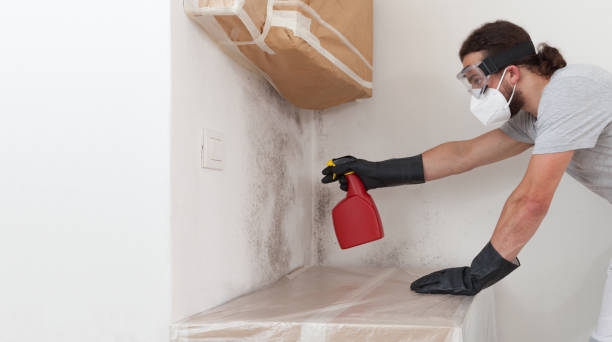Professional Basement Mold Removal technician working in Vine Grove, KY