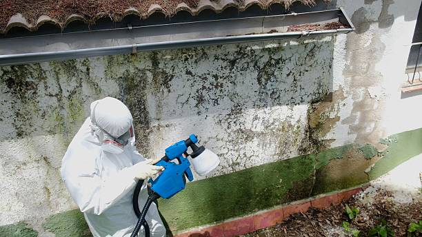 Top rated local Basement Mold Removal specialists in Vine Grove, KY